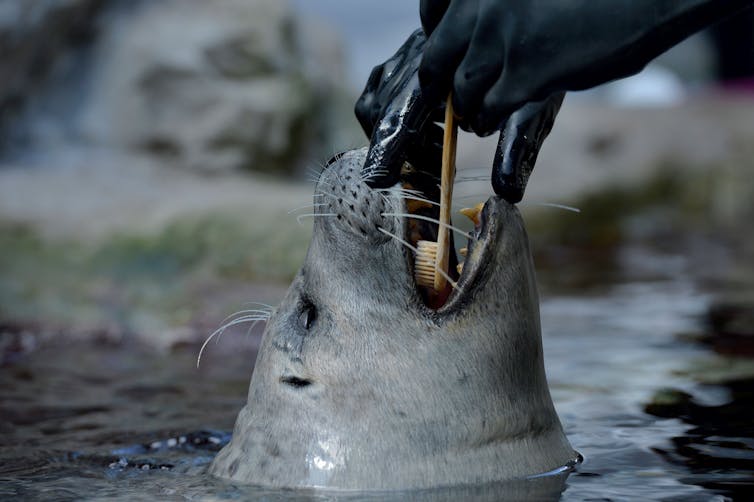 Close-up of seal having its teeth brushed by the gloved hands of a keeper.