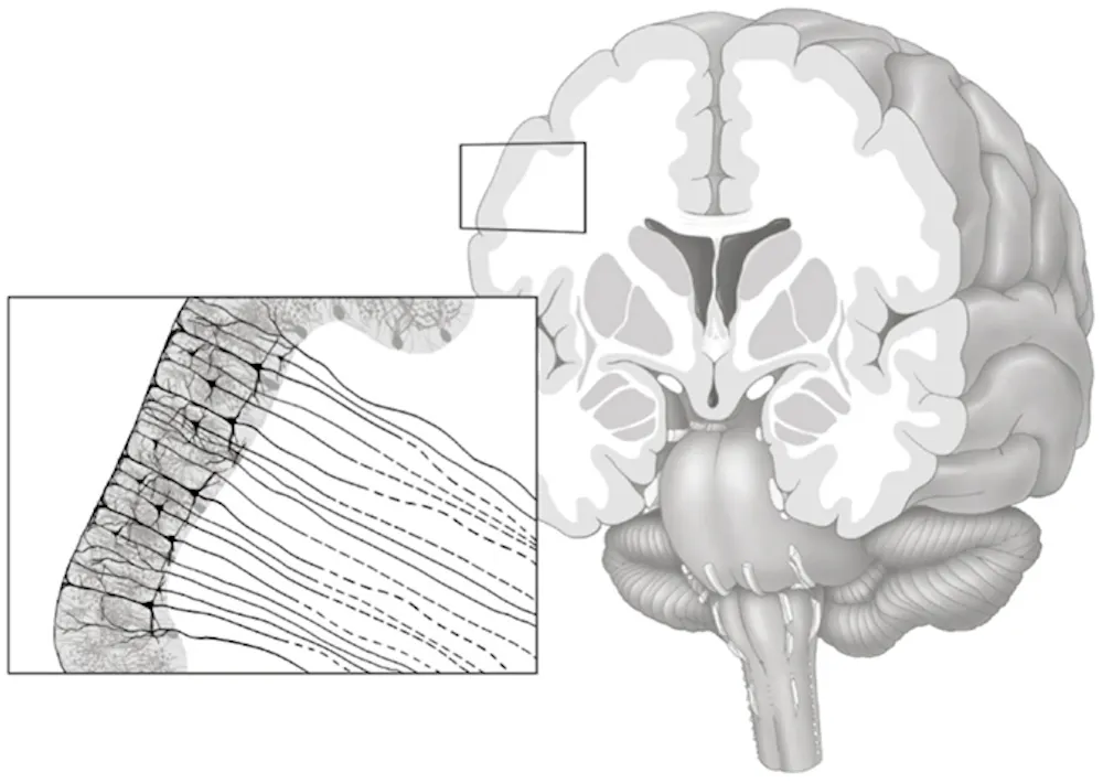 Brain Creases Shape Why Brain Wrinkles and Folds Matter | RealClearScience