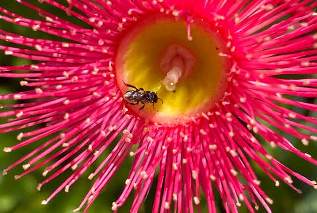 Native stingless bee on red eucalptus flower