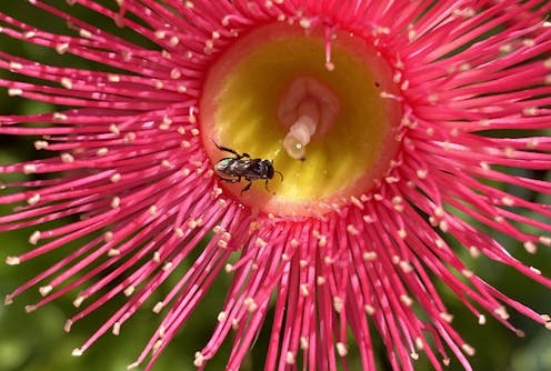 Take a closer look: how more and more students are catching the citizen science bug