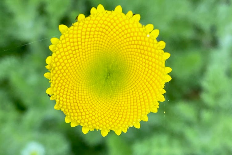 close-up of yellow daisy