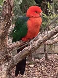 The red and green parrot is resting on a branch