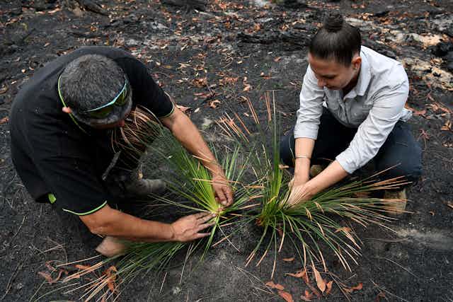 Two First Nations people look at native plants after a bushfire.
