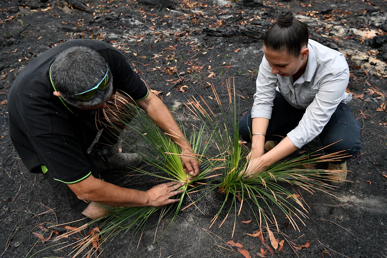 Two First Nations people look at native plants after a bushfire.