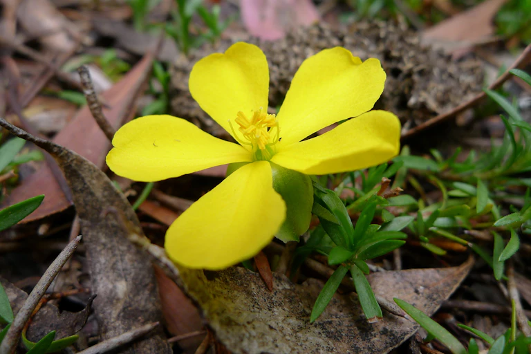 Hibbertia procumbens