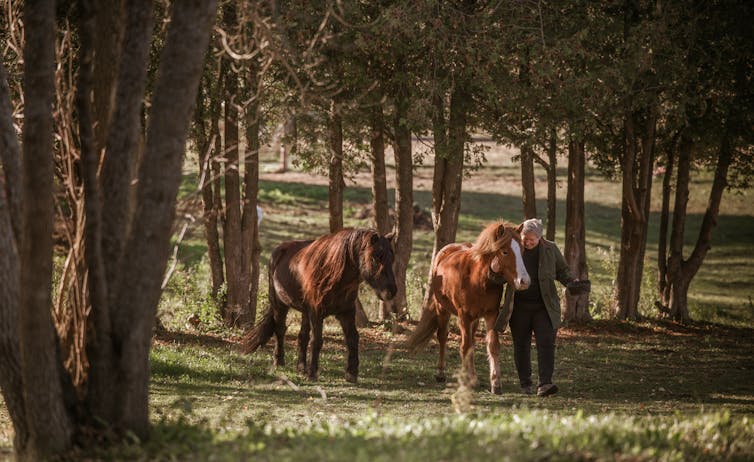 A woman walking with two horses among trees