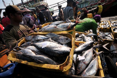 Hati-hati, mikroplastik telah mencemari ikan tongkol yang kita makan