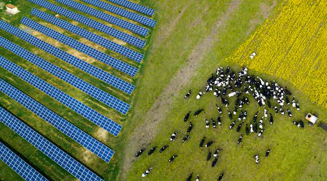 Herd of cows beside solar arrays