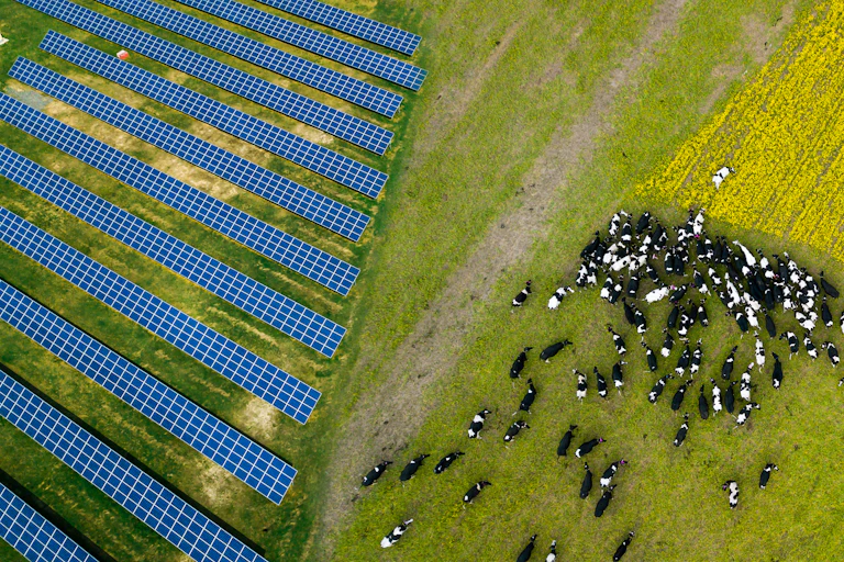 Herd of cows beside solar arrays