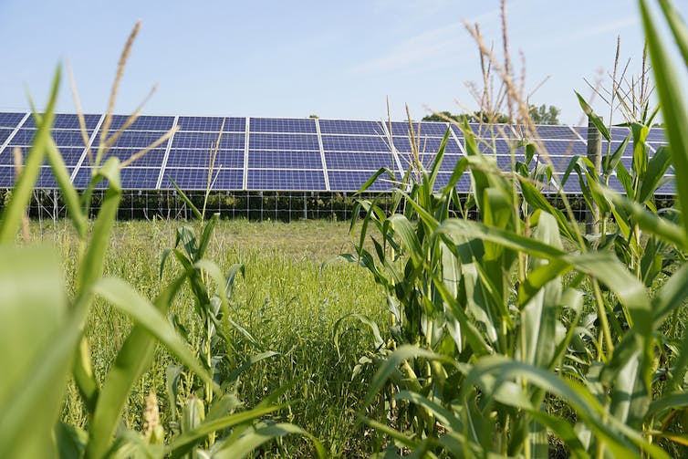 Solar panels near corn crops