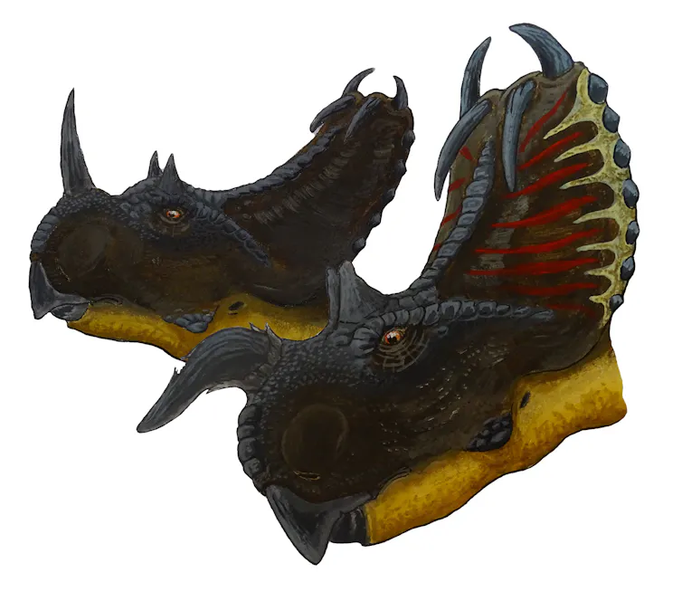 Two drawings of dinosaurs showing different shaped horns and frills.