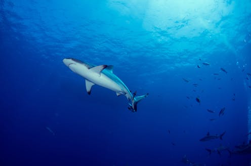 Shark bites are rare. Here are 8 things to avoid to make them even rarer