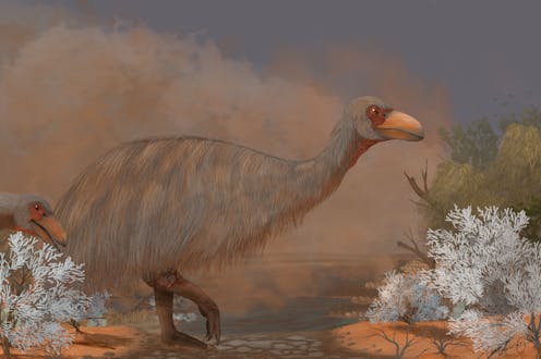 Fossil find reveals giant prehistoric 'thunder birds' were riddled with bone disease