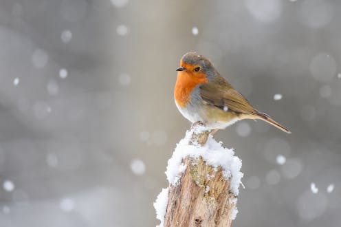 How Britain's favourite festive birds got their names