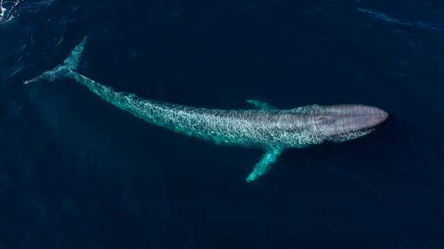 An aerial view of a blue whale