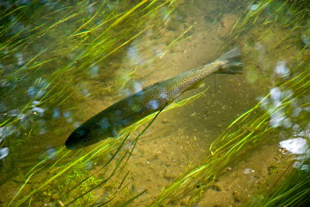 A speckled fish swims through clear, shallow water with green fronds beneath it.