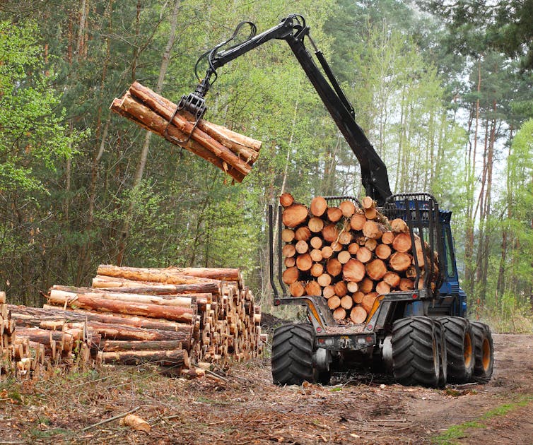 Uma colheitadeira transportando madeira torrada de uma área de floresta.