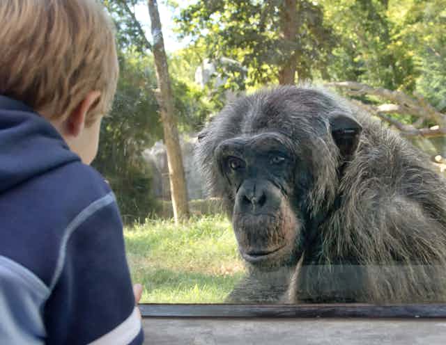 A chimpanzee looks through the glass of its zoo enclosure at a young child.