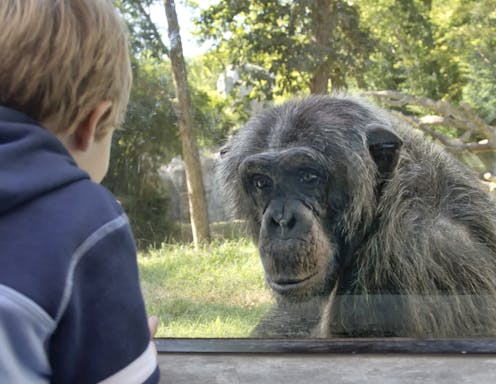 Zoos and aquariums shift to a new standard of 'animal welfare' that depends on deeper understanding of animals' lives