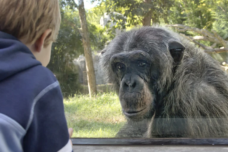 A chimpanzee looks through the glass of its zoo enclosure at a young child.