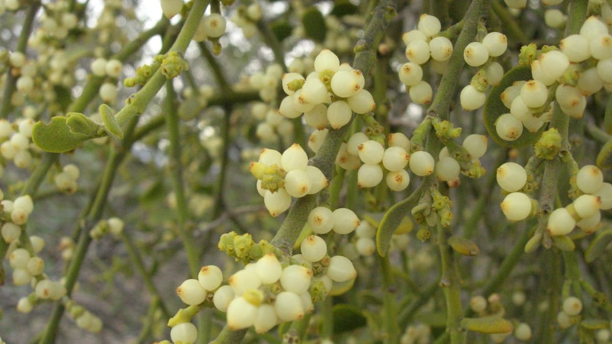 Mistletoe – famous for stolen holiday kisses – is a parasite ...