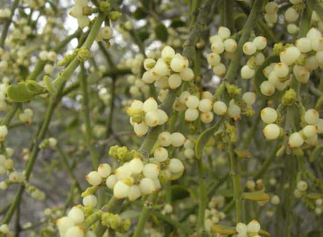 white berries on thick green stalks