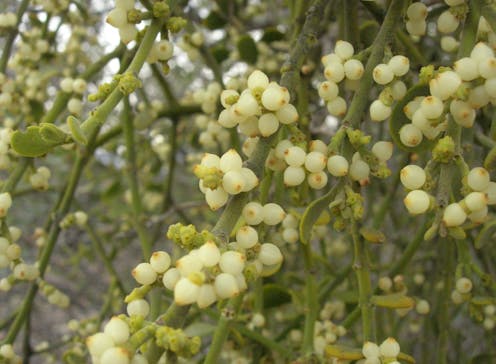 Mistletoe – famous for stolen holiday kisses – is a parasite that steals water and nutrients from other plants