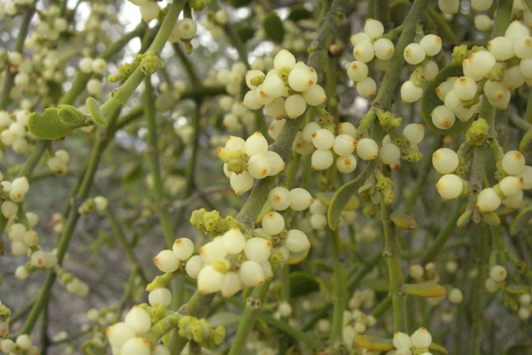 white berries on thick green stalks