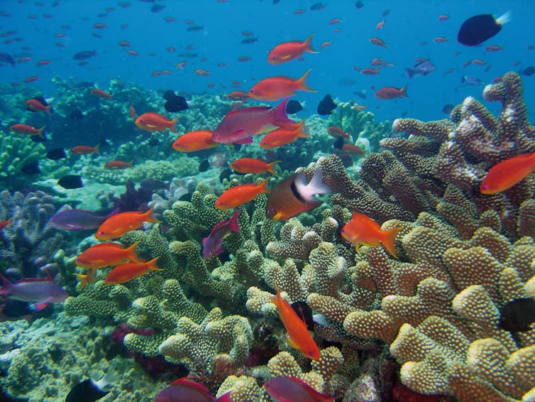 Colourful fish in a coral reef