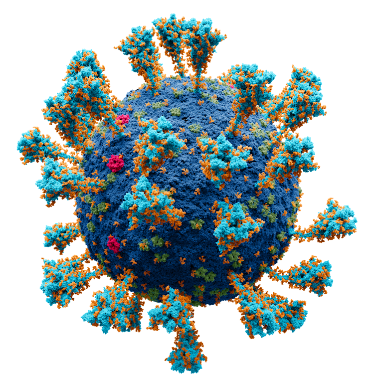 Um modelo do coronavírus.