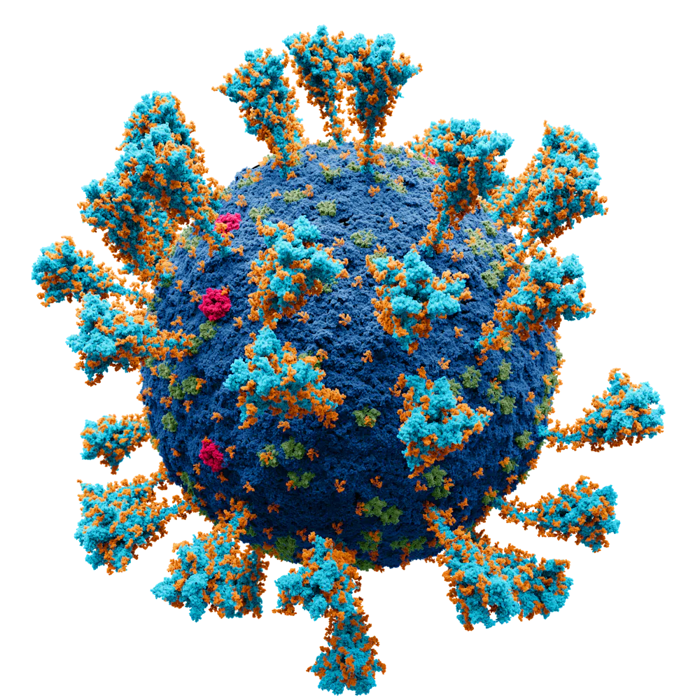 Coronavirus Noun Coronavirus Noun