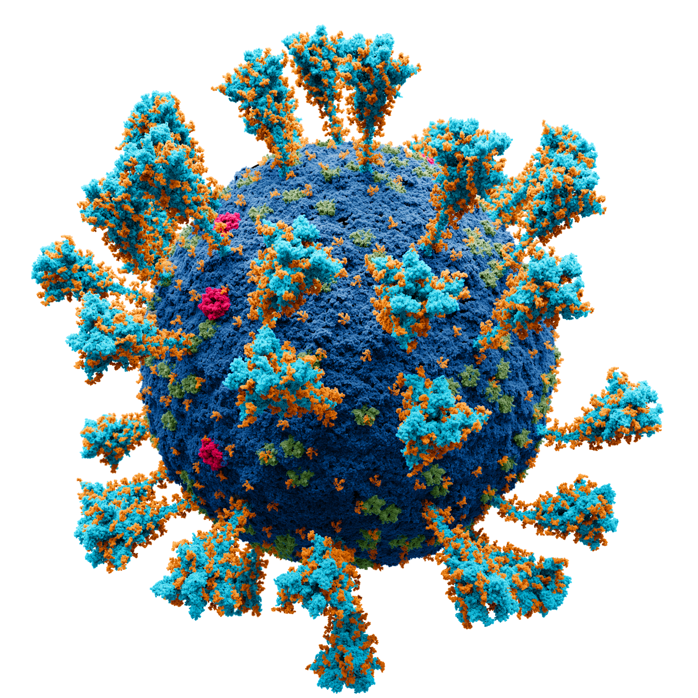 نموذج لفيروس كورونا.