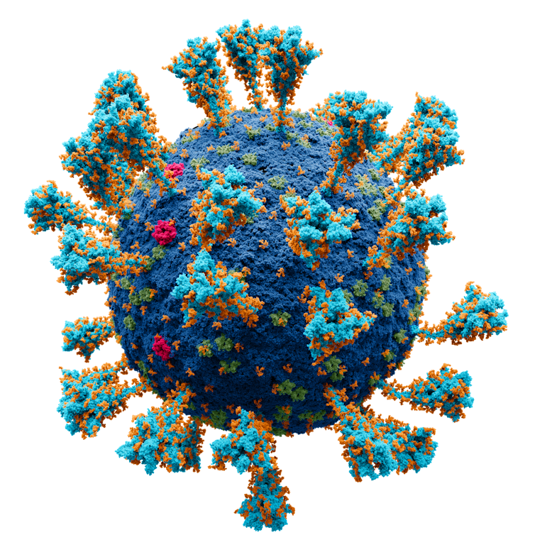 Un modèle du coronavirus.