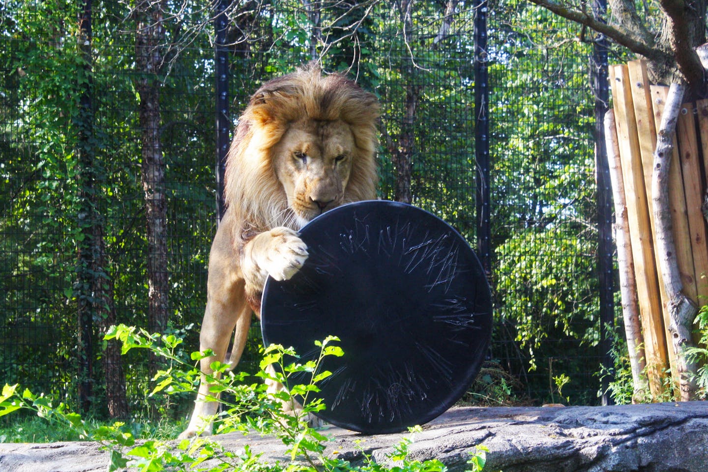 A lion uses its paw to maneuver a large disclike object