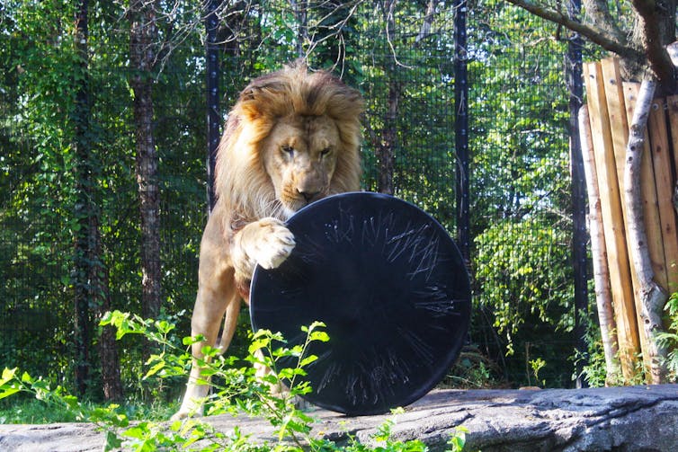 A lion in a zoo exhibit uses its paw to maneuver a large disc object as it plays