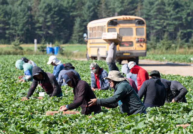 People pick strawberries in a field, a school bus is parked behind them