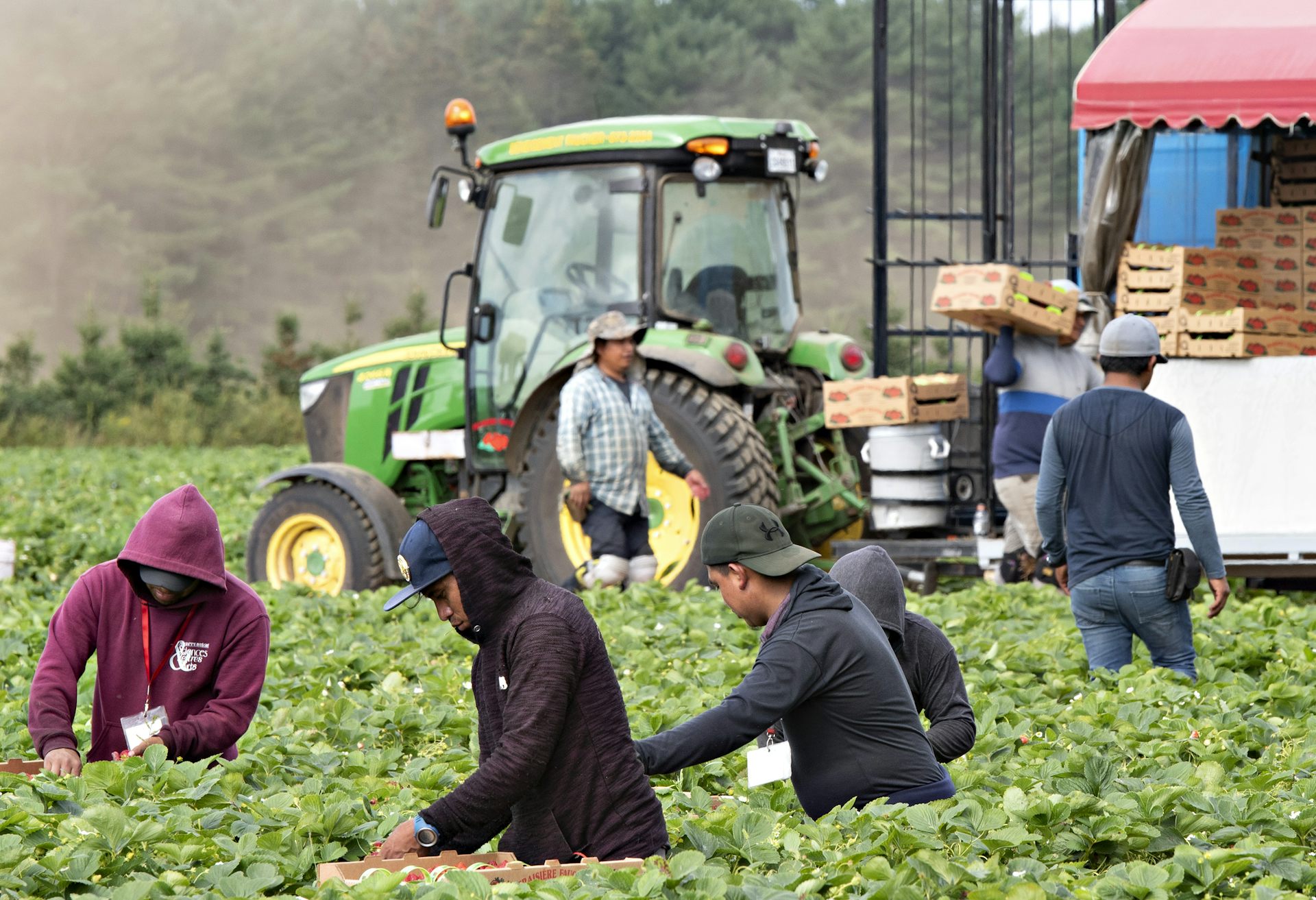 People pick strawberries, a tractor can be seen in the background