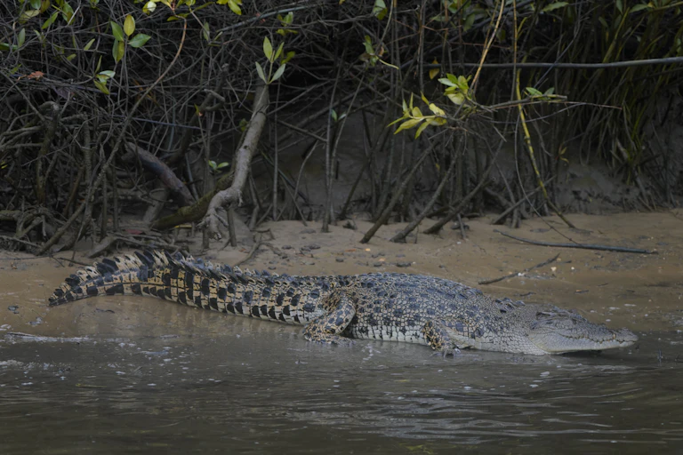 Crocodile on a riverbank