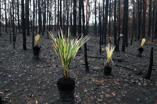 grass trees growing back in fire blackened forest