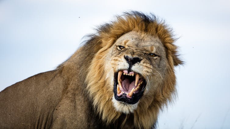 Angry lion.