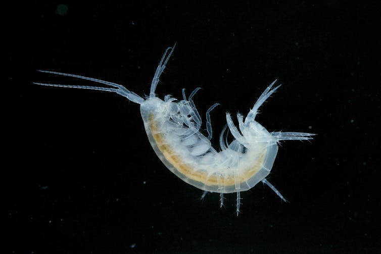 A translucent shrimp suspended in water on a black background.