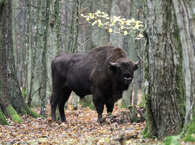Large bison in forest