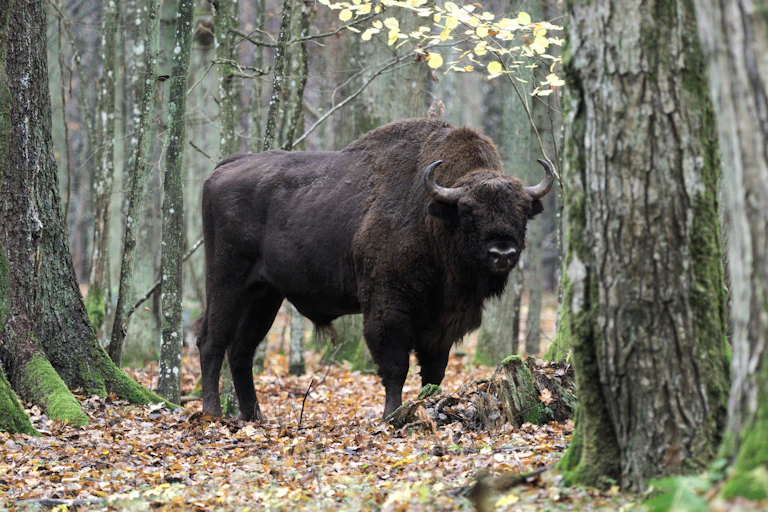 Large bison in forest