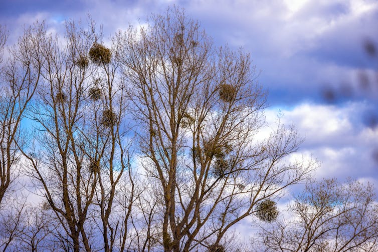 bare tree branches with balls of mistletoe against a cloudy sky