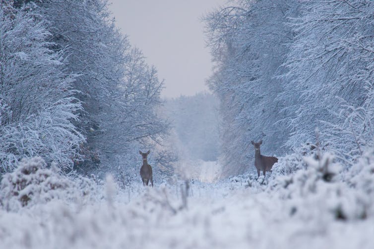 Jeleń w śnieżnym lesie