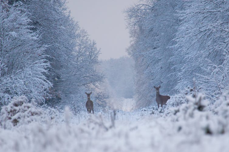 Deer in snowy forest