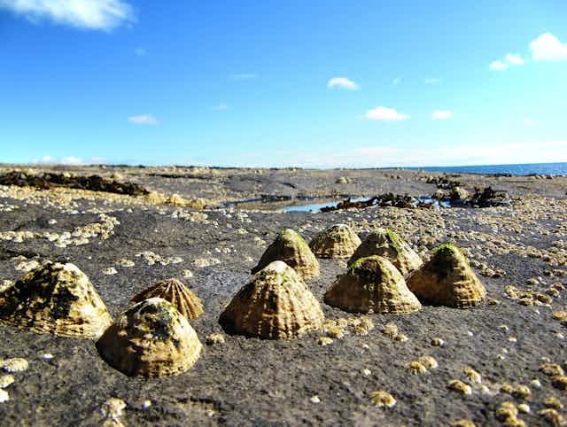 Limpets stuck to a rocky surface by the sea, with a blue sky.