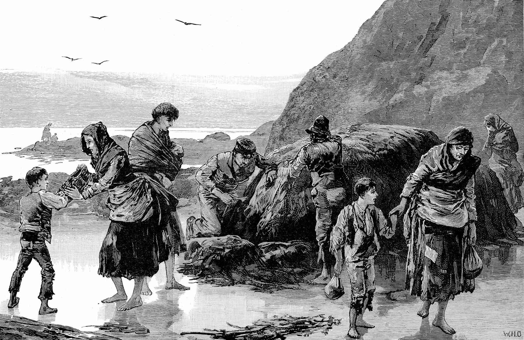 Голод 18. Великий голод в Ирландии 1842-1852. Ирландии (1845–1849. Голод в Ирландии 1845 г.