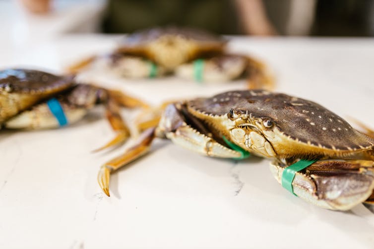Two crabs on a table with their claws taped up