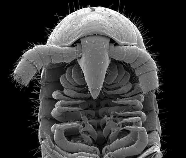 An electron microscope image of a millipede's head.